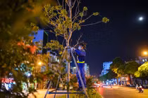 Trắng đêm đốn chuyển cây phong trên đường Trần Duy Hưng