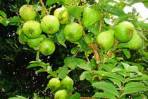 Trị tiểu đường từ những thực phẩm quanh nhà