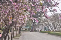  Hoa ban trị các bệnh về tiêu hóa