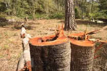 128 doanh nghiệp ở Lâm Đồng phải bồi thường thiệt hại do để mất rừng