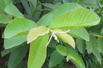Lá ổi chữa bệnh