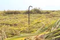 Hàng chục cọc sắt cắm trên ruộng lúa mùa gặt