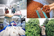 Nông, lâm, thủy sản xuất siêu 7,9 tỷ USD trong 10 tháng qua