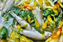 Cá linh bổ tỳ 
