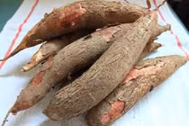 Cách loại bỏ độc tố xyanua trong sắn