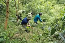 Việt Nam phấn đấu trồng hơn một tỷ cây xanh ứng phó biến đổi khí hậu