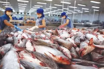 Mỹ giảm thuế chống bán phá giá cá tra Việt Nam