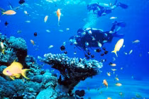 Dịch vụ lặn biển ngắm san hô tại khu vực biển Hòn Mun, Nha Trang sẽ bị tạm dừng.