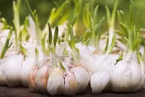 Tỏi mọc mầm không độc 