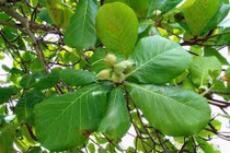 Cây bàng chữa bệnh