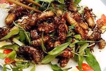 Không ăn ve sầu
