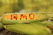  Chỉ sử dụng thực phẩm biến đổi gene được công nhận