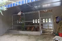 Cận cảnh “biệt thự” cho bò giá hơn 230 triệu đồng ở Nghệ An