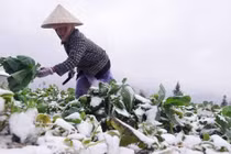 Cảnh báo rét đậm, rét hại kéo dài 3 ngày nữa, có nơi 9 độ C