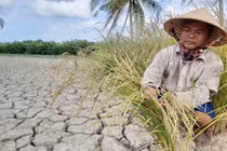 Giống cây thích ứng với hạn mặn