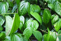 Bài thuốc tiêu viêm bệnh trĩ