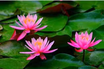 Hoa súng chữa ho, hen suyễn