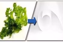 Sử dụng tảo làm giấy