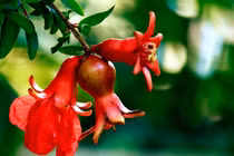 Hoa lựu làm thuốc