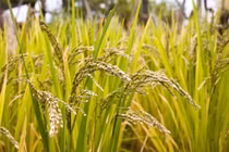 Giống lúa chịu mặn dẻo thơm