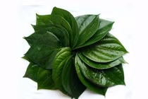 Lá trầu không rửa mặt