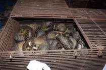 Triệt phá đường dây nuôi, nhốt, buôn bán tê tê