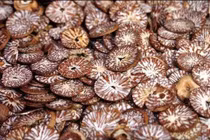 Hạt cau trị chốc đầu