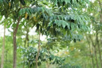 Dó bầu Hà Tĩnh cho trầm hương tốt