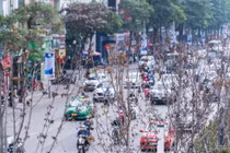 Hà Nội sẽ trồng bàng lá nhỏ thay thế hàng phong lá đỏ