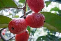 Cây nhót trị ho