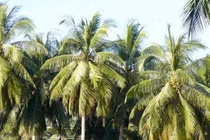 Khắc phục dừa không ra quả