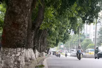 Không nên trồng lại cây cổ thụ