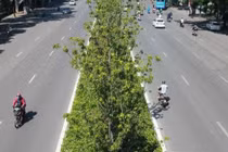 Hà Nội đánh chuyển toàn bộ hàng cây phong lá đỏ để... tránh nắng