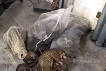 Hà  Nội: Tăng cường kiểm soát mua bán, vận chuyển trái phép động vật hoang dã