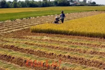 Chuyển mục đích sử dụng 65ha đất trồng lúa sang phi nông nghiệp tại Long An
