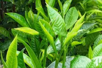 Chất gì trong lá chè ngăn ung thư?