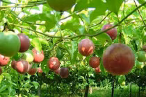 Trồng dây leo ăn quả