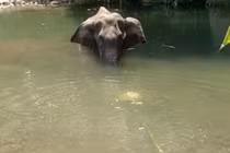 Voi mẹ mang thai chết vì bị lừa ăn nhầm quả dứa có nhồi pháo nổ