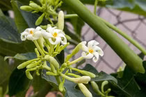 Thực phẩm cho người viêm amiđan