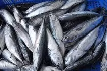 Phân loại cá ngừ
