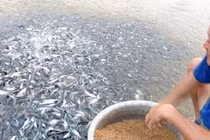VASEP tiếp tục cảnh báo về doanh nghiệp thủy sản cạn nguyên liệu