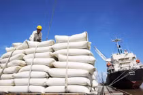 Việt Nam trúng thầu bán 60.000 tấn gạo cho Philippines