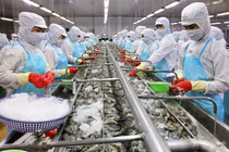 Trong số 111 vùng nuôi tại 35 tỉnh, thành phố, các cơ quan chức năng đã phát hiện 10 mẫu tôm vi phạm.
