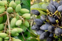 Trám chữa ho