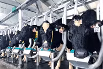 VINAMILK tiên phong giới thiệu sữa tươi 100% A2 đầu tiên tại Việt Nam