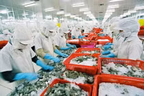 VASEP: Dự báo tôm sang EU đạt 800 triệu USD trong năm 2020