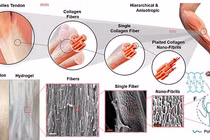 Chế tạo mô nhân tạo siêu bền từ hydrogel 