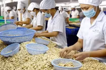 15 sản phẩm hạt điều Bình Phước xếp hạng 4 sao OCOP
