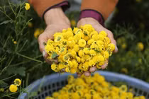 Dã cúc hoa trị cảm cúm 
