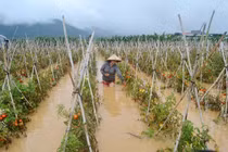 Trồng rau ở vùng ngập nước